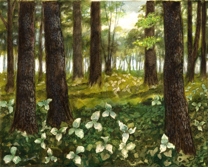 700x561 Trillium Forest Watercolor Painting I'Velways Had - Trillium Painting