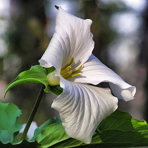 300x300 Trillium Paintings Fine Art America - Trillium Painting