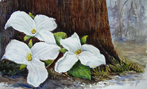 500x303 Trillium Study - Trillium Painting