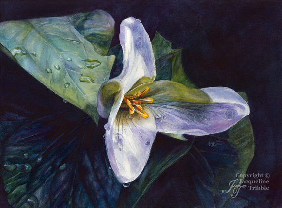 570x421 Trillium Watercolor Print - Trillium Painting