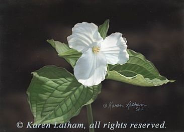 366x263 Trillium Miniature - Trillium Painting