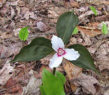 220x191 Trillium Undulatum - Trillium Painting