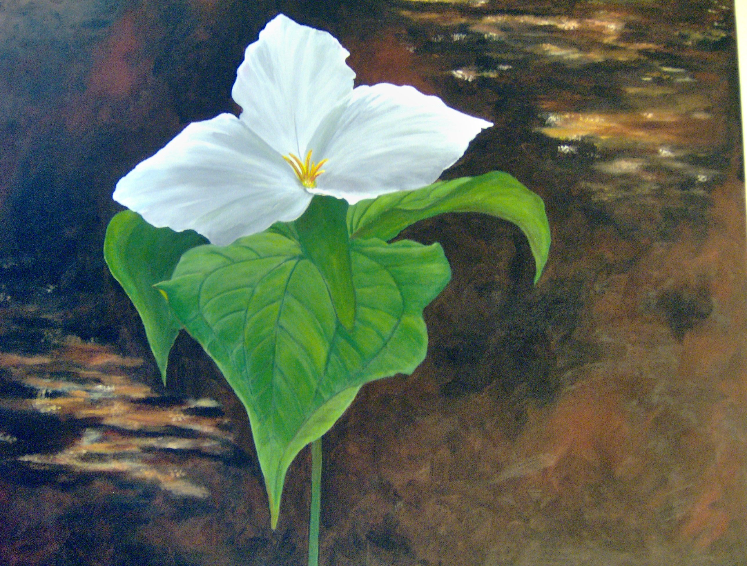 2576x1952 Trillium Painting By Cathy Archive Artist - Trillium Painting