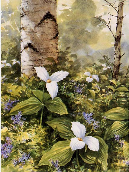 427x569 Trillium - Trillium Painting