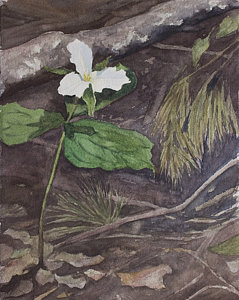 239x300 White Trillium Painting By Debbie Homewood - Trillium Painting