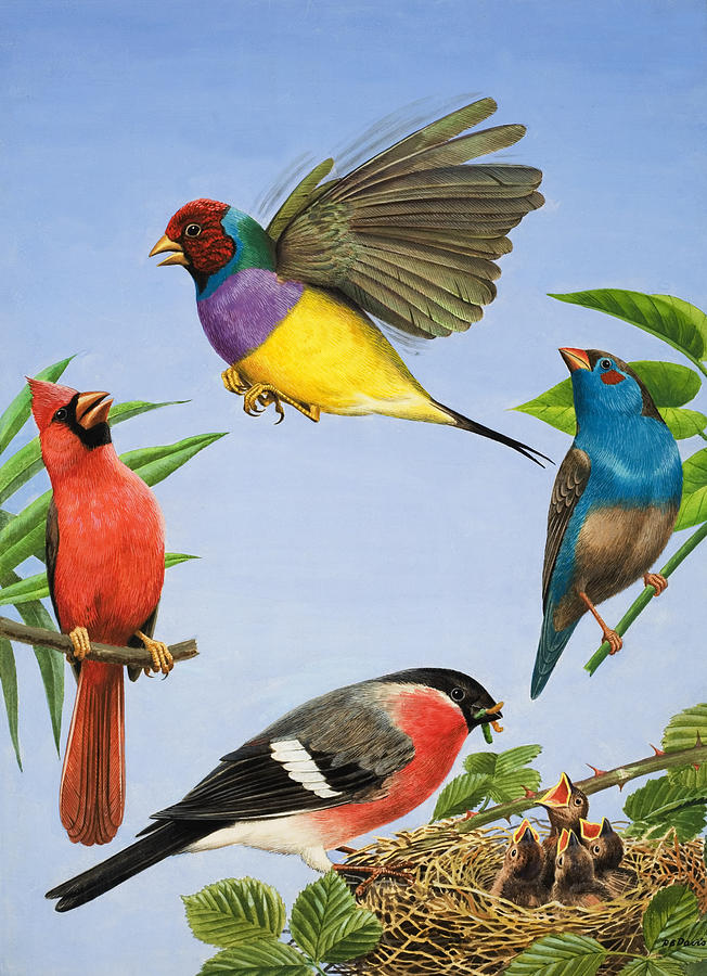 652x900 Tropical Birds Painting By Rb Davis - Tropical Bird Painting