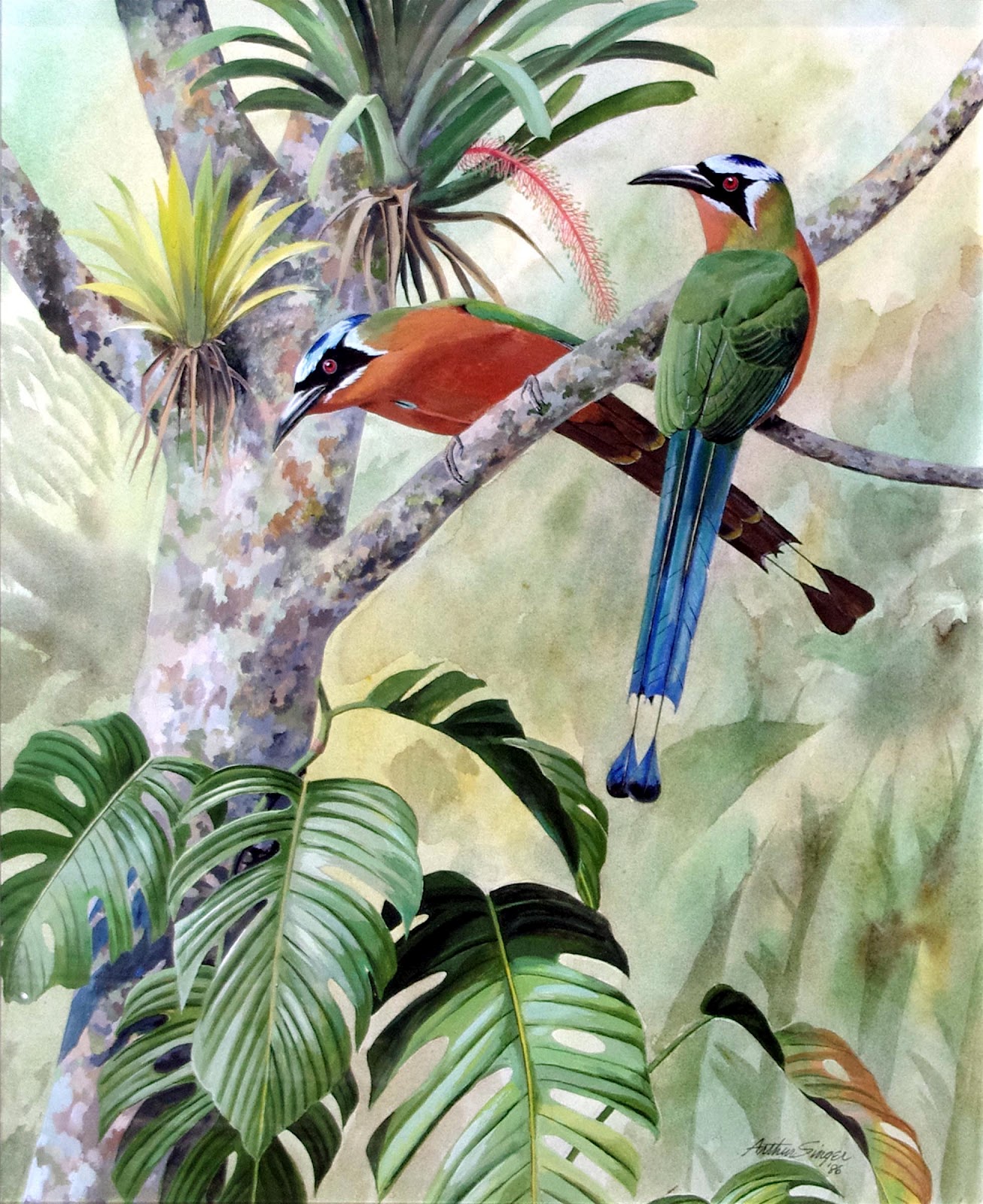 1306x1600 Graham Arader A Lovely Ornithological Painting Featuring Tropical - Tropical Bird Painting