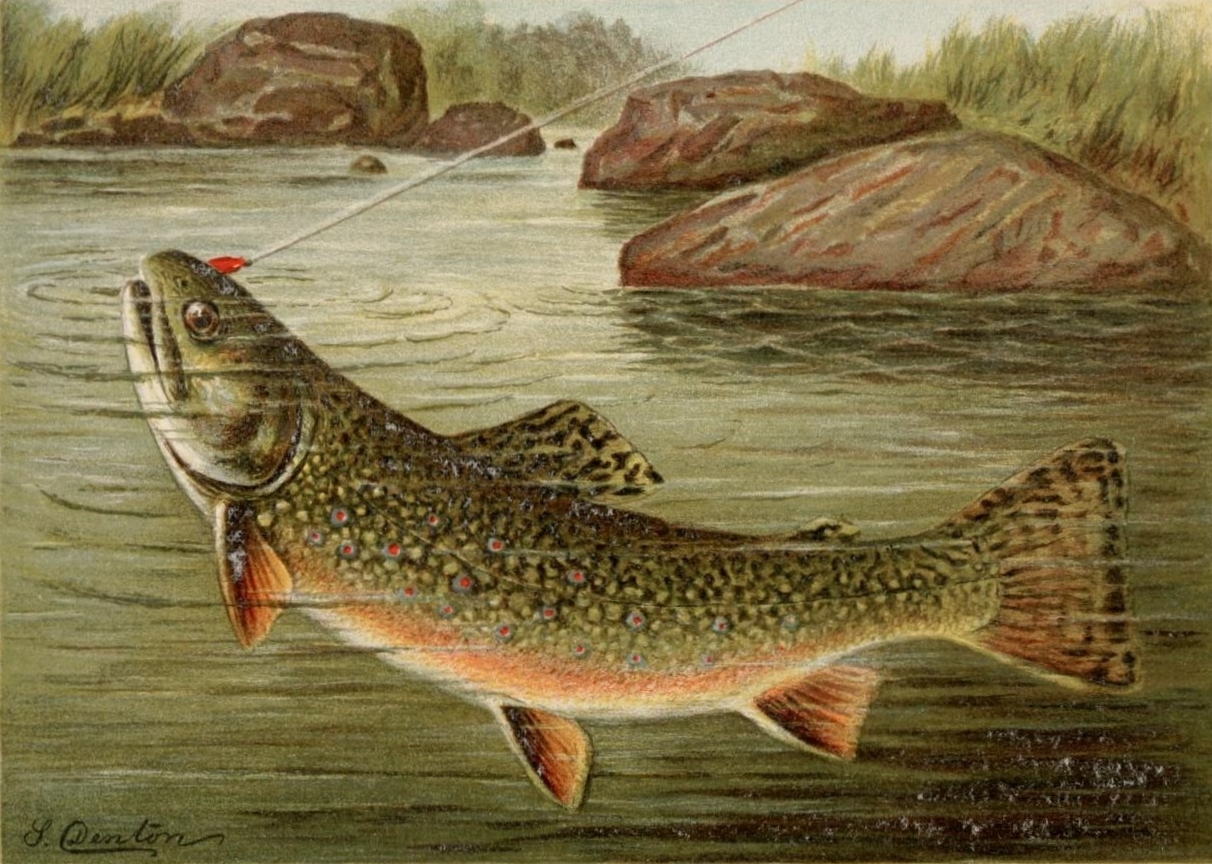 1212x864 Filetrout Painting - Trout Painting