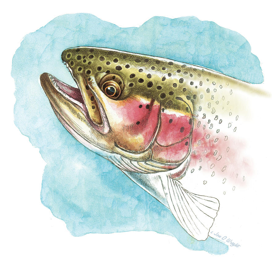 900x882 Rainbow Trout Paintings Fine Art America - Trout Painting