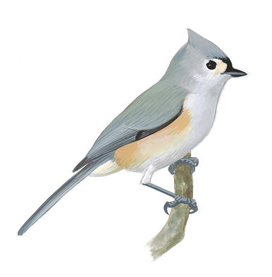 386x393 Crested Titmouse John James Audubon's Birds Of America - Tufted Titmouse Painting