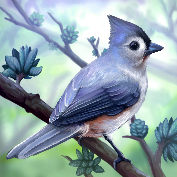 700x700 Layer Paint Tufted Titmouse By Charfade - Tufted Titmouse Painting