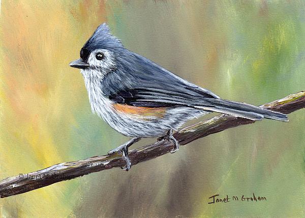 600x428 Tufted Titmouse No 11 - Tufted Titmouse Painting