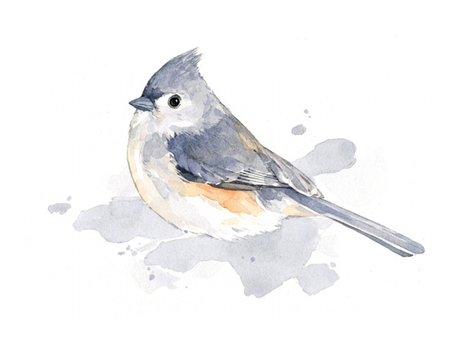 1600x1135 Tufted Titmouse Watercolor Print - Tufted Titmouse Painting