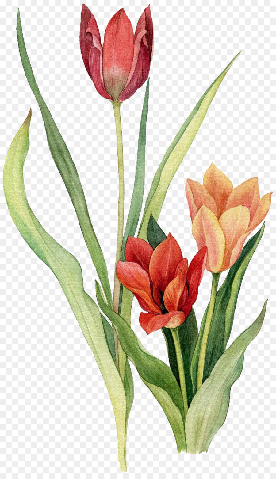 900x1560 Tulip Flower Watercolor Painting Drawing - Tulip Flower Painting