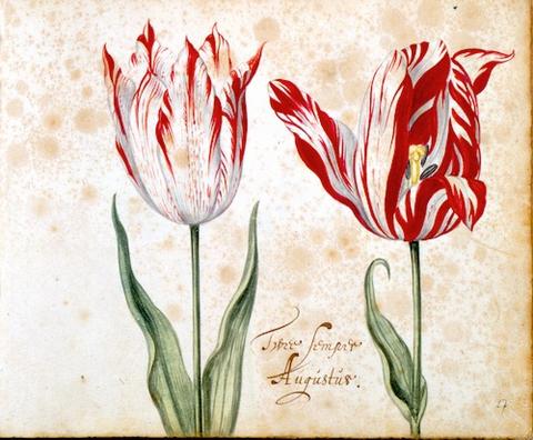 Tulip Mania Painting at PaintingValley.com | Explore collection of ...