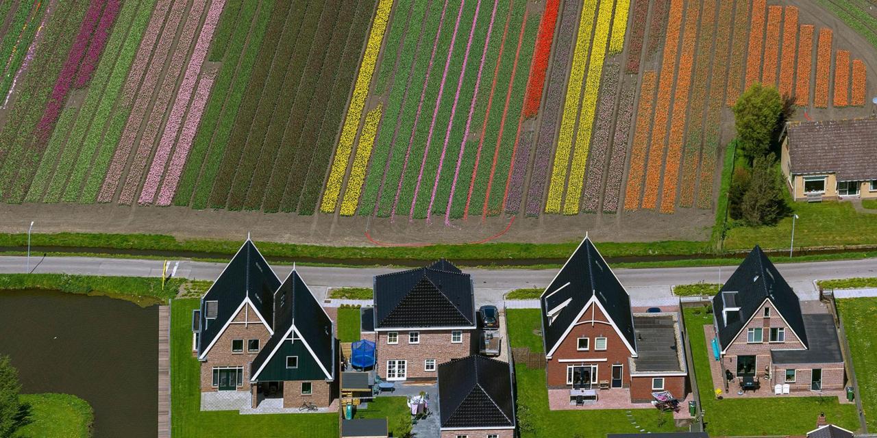 1280x640 Bbc - Tulip Mania Painting