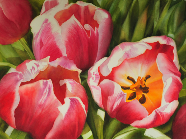704x527 Large Tulip Painting,21x29, Watercolor On Paper Watercolor - Tulip Painting