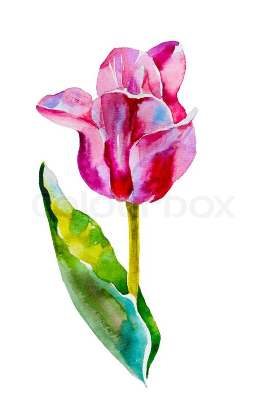 533x800 Pink Tulip Watercolor Original Painting On White Background - Tulip Watercolor Painting