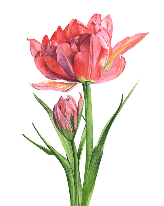 570x713 Tulip Watercolour Print Tulip Watercolor Painting - Tulip Watercolor Painting