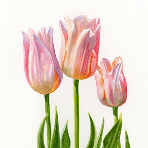 300x300 Watercolor Tulips Paintings Fine Art America - Tulip Watercolor Painting