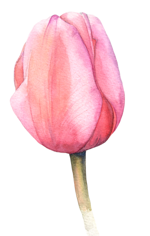 508x800 Watercolor Tulips - Tulip Watercolor Painting
