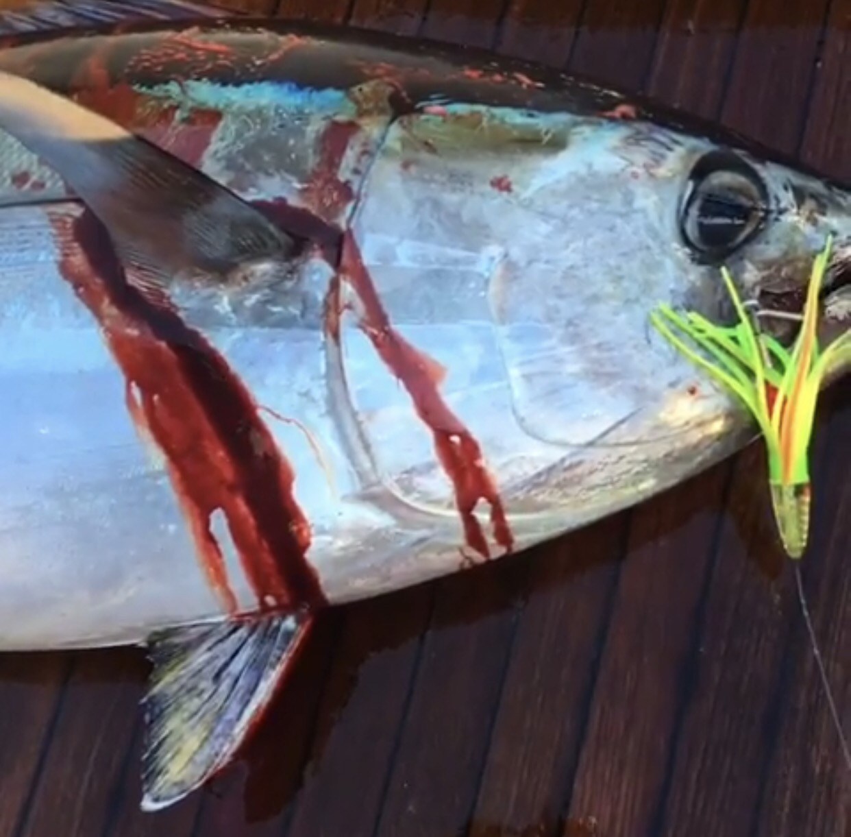 1242x1221 Big Eye Tuna Fishing Archives - Tuna Fishing Painting