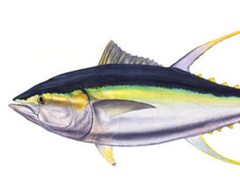340x270 Painting Of Tuna Etsy - Tuna Painting