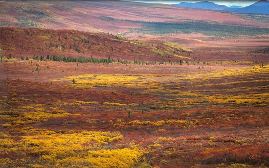 550x345 Looks Like A Painting - Tundra Painting