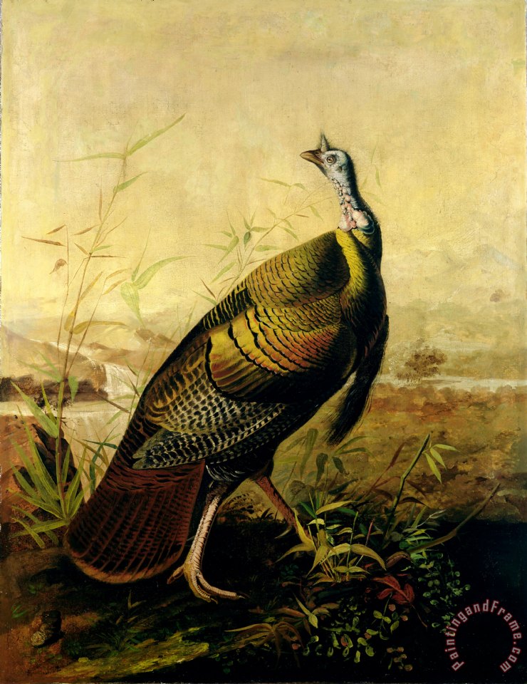740x960 John James Audubon The American Wild Turkey Cock Painting - Turkey Bird Painting