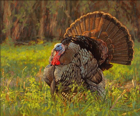 592x493 Oil Paintings Of Whitetail Deer Eastern Turkey Painting Ryan - Turkey Bird Painting