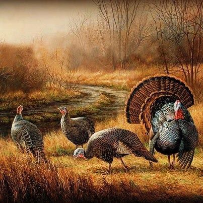 403x403 Pin By Debbie Story On Domestic And Wildlife Painting Inspiration - Turkey Bird Painting