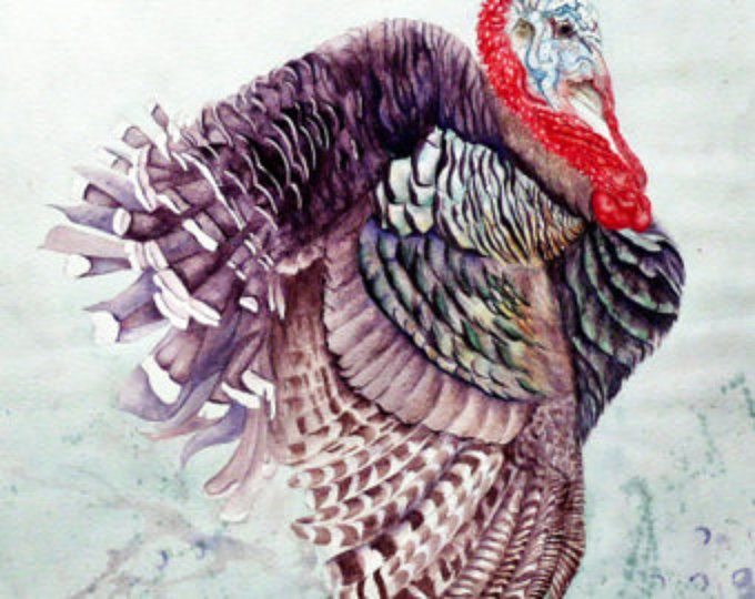 680x540 Stag Turkey - Turkey Bird Painting