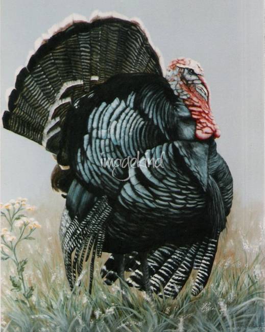 519x650 Tom Turkey Painting By Didi Higginbotham - Turkey Bird Painting