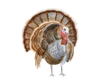 340x270 Turkey Watercolor Art Print Turkey Bird Painting - Turkey Bird Painting