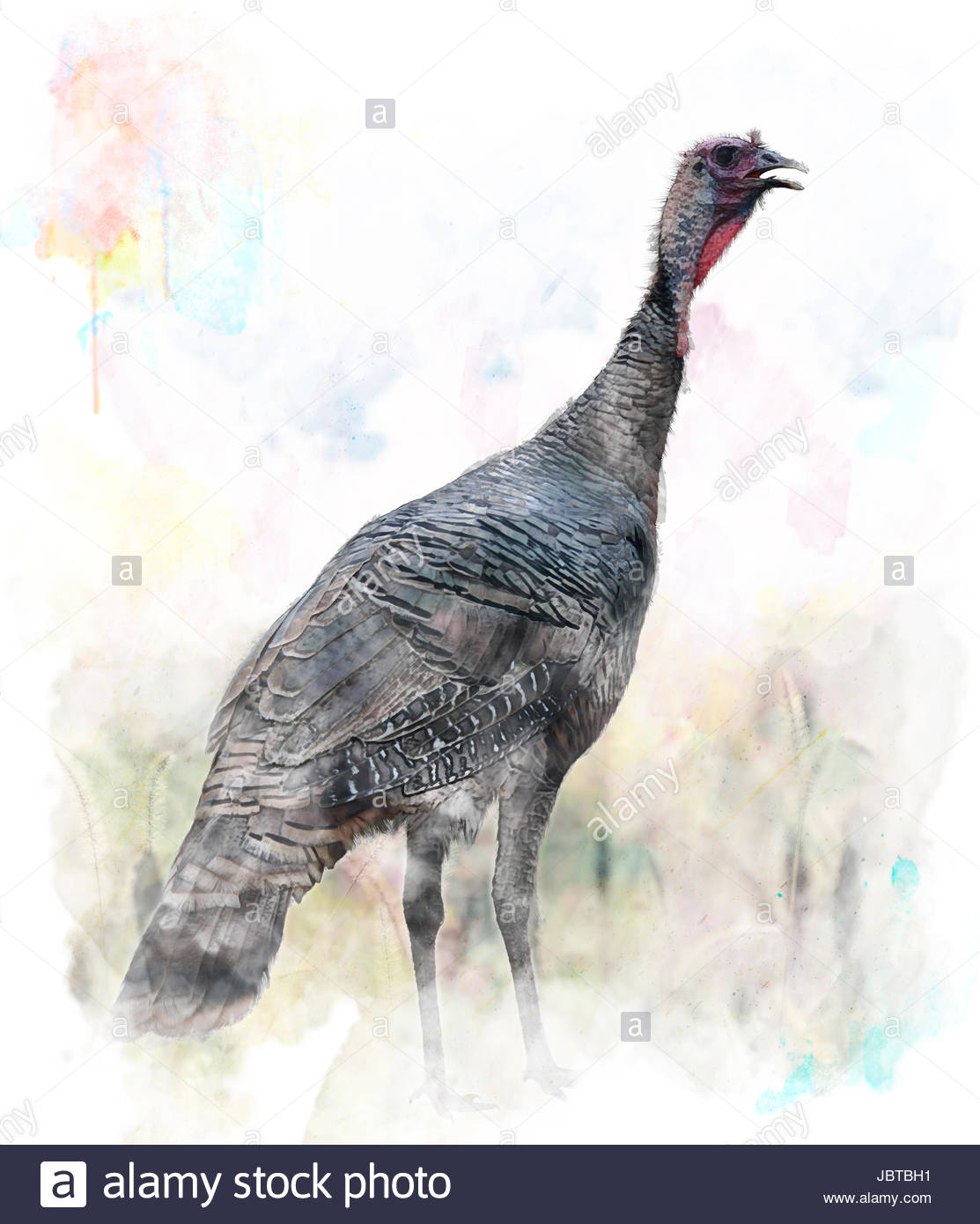 1113x1390 Watercolor Digital Painting Of Turkey Bird Stock Photo 144980109 - Turkey Bird Painting