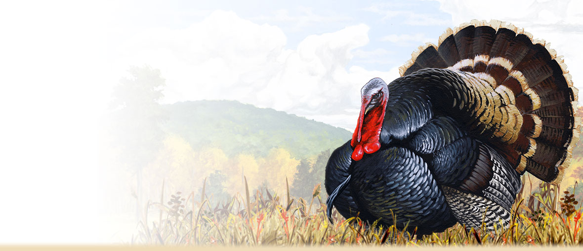 1180x509 Wild Turkey Facts Amp Information - Turkey Bird Painting