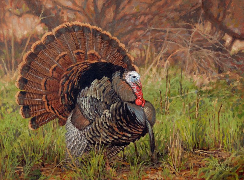 800x591 Wild Turkey, Originals And Bird - Turkey Bird Painting