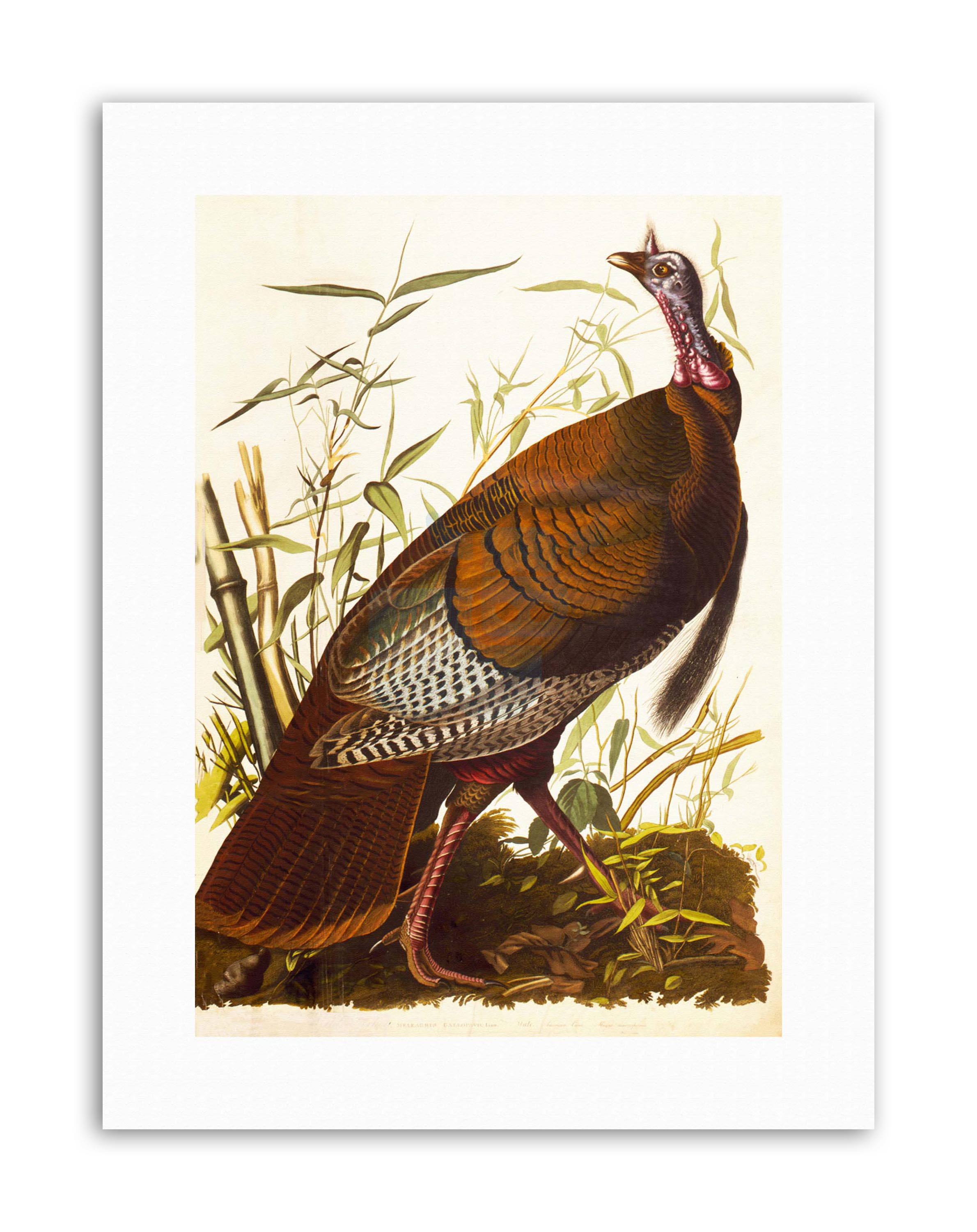 2380x3000 Animal Bird Wild Turkey Cool Painting Drawing Canvas Art Prints Ebay - Turkey Bird Painting