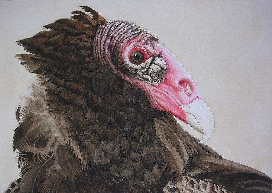 900x640 Bird Turkey Vulture - Turkey Bird Painting