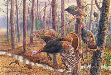 Turkey Hunting Painting at PaintingValley.com | Explore collection of
