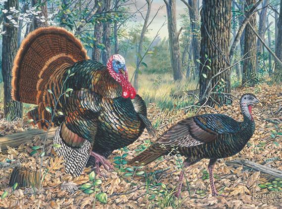570x423 Turkey Wall Decor, Turkey Hunting Canvas Art, Large Turkey - Turkey Hunting Painting