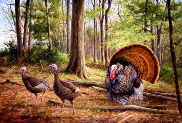 600x405 Wildlife And Big Game Painting By Jim Killen 14 Art - Turkey Hunting Painting