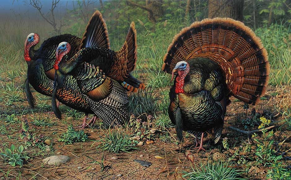Turkey Hunting Painting at PaintingValley.com | Explore collection of