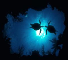 236x210 Image References - Turtle Silhouette Painting