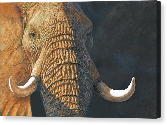 546x409 The Matriarch Elephant Portrait Painting By David Clode - Tusks Canvas Painting