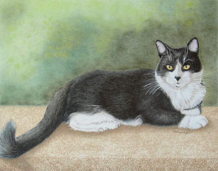 743x585 Cats Amp Horses - Tuxedo Cat Painting