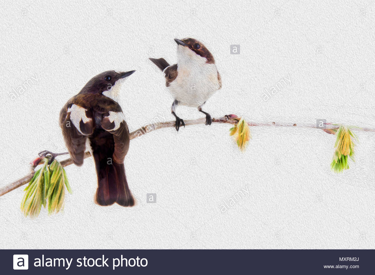 1300x956 Two Pretty Birds On Beautiful Spring Twig. White Background, More - Twig Painting