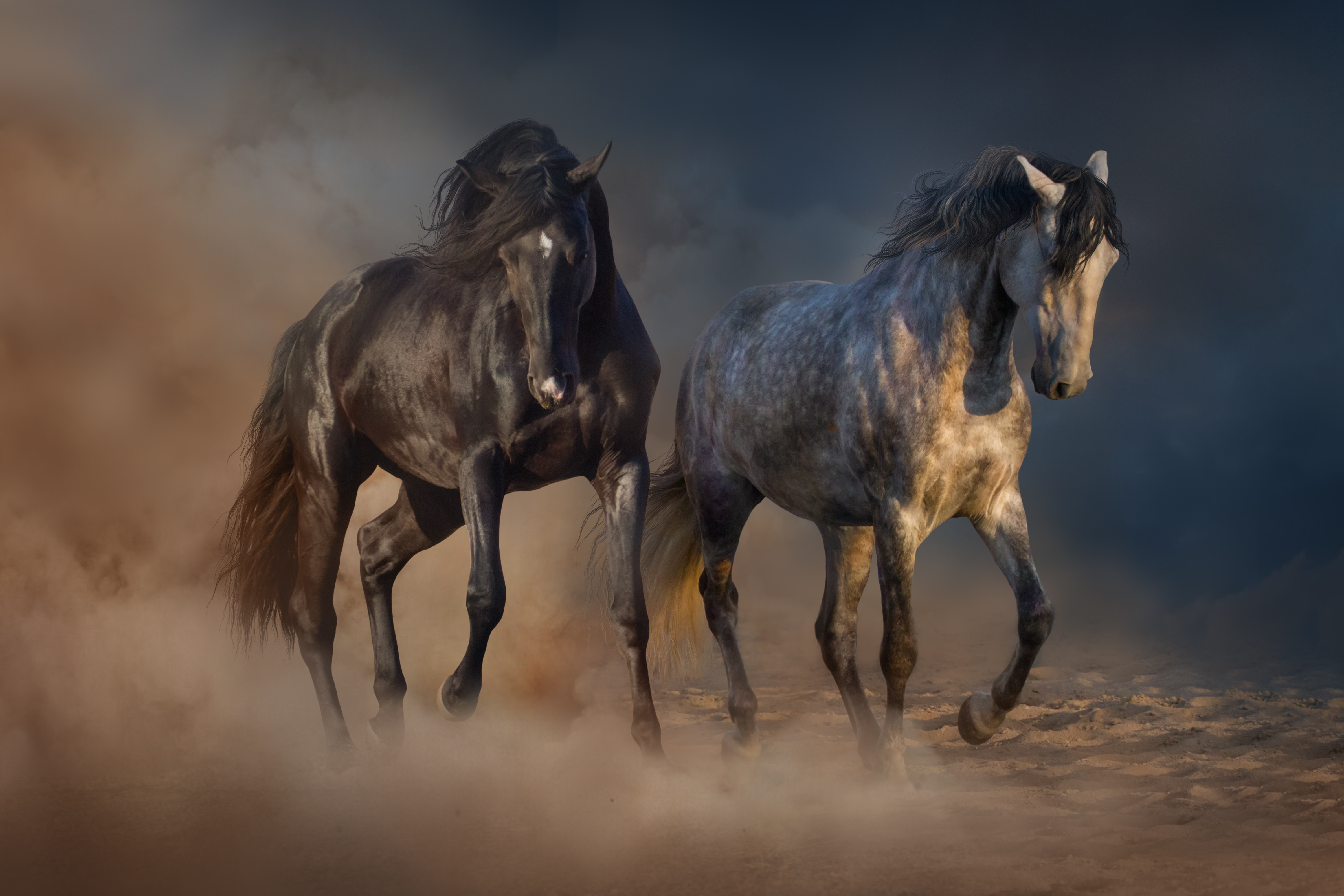 4764x3176 A Painting Of Two Dark Andalusian Horses Walking In Desert Dust - Two Horses Painting