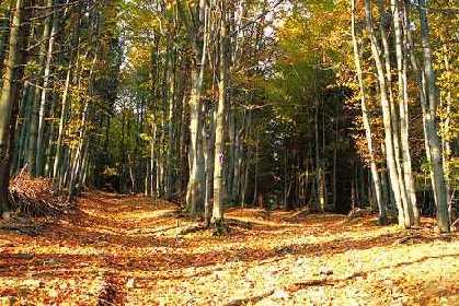 419x280 The Road Not Taken Steer Forth! - Two Roads Diverged In A Yellow Wood Painting