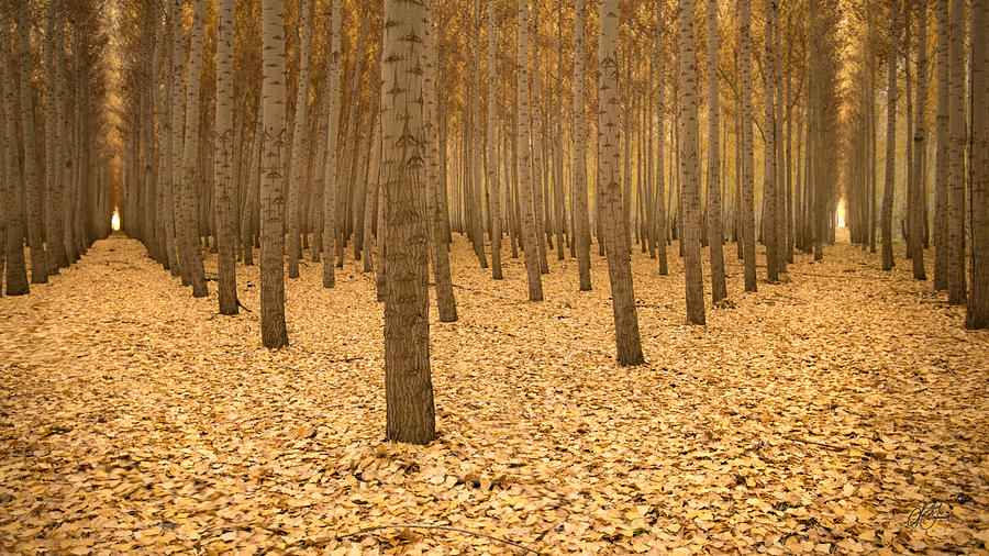 900x506 Two Roads Diverged In A Yellow Wood Photograph By Lori Grimmett - Two Roads Diverged In A Yellow Wood Painting